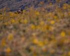 A Rare Desert Spectacle: Death Valley's First Superbloom in a Decade