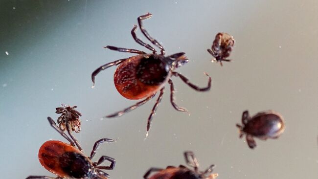 Tick Season Arrives in Turkey: Expert Shares Precautions for Travelers